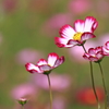 秋の三種盛り⑦　秋桜11　ギャラリー