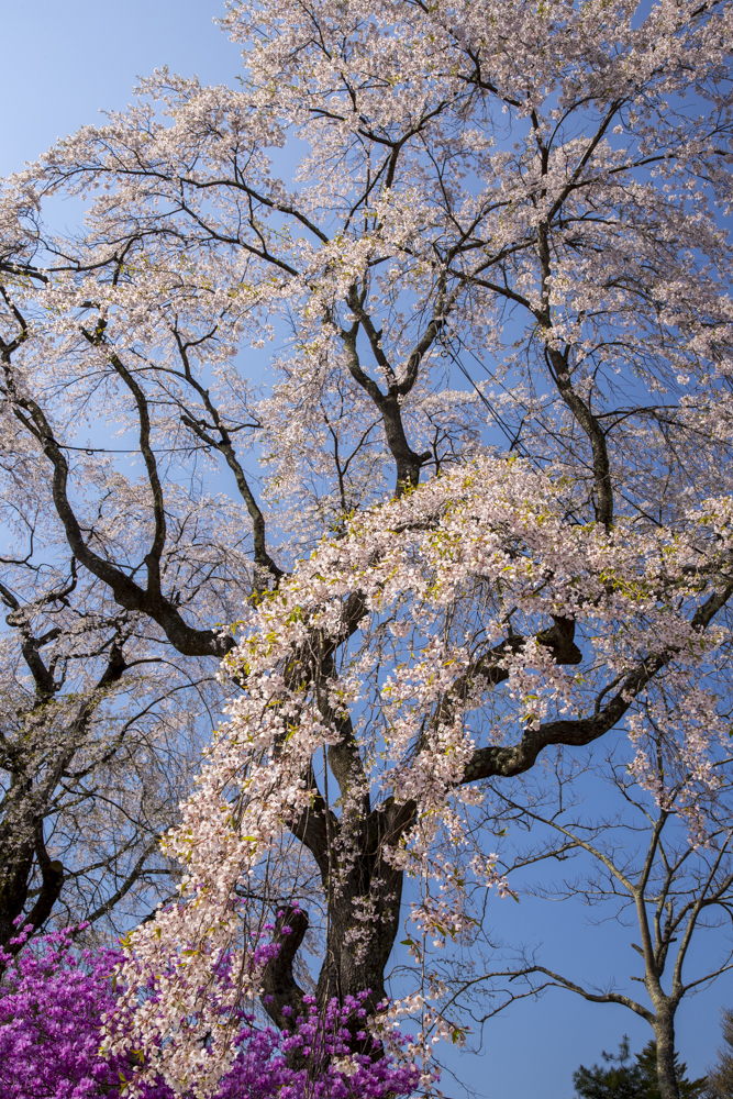 桜　総集編③