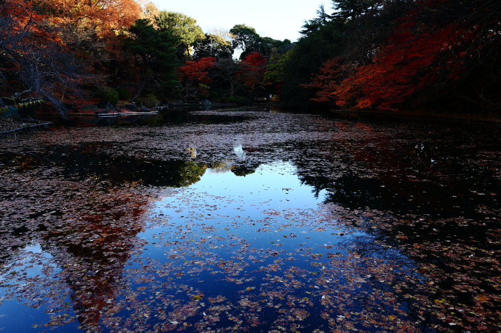 新宿御苑で・・・4