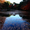 新宿御苑で・・・4