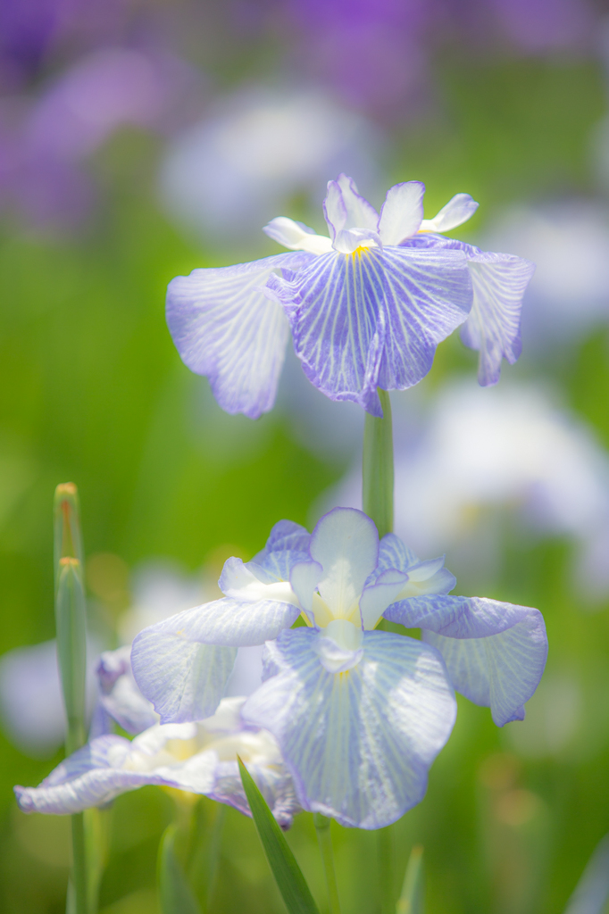 季節の花々①
