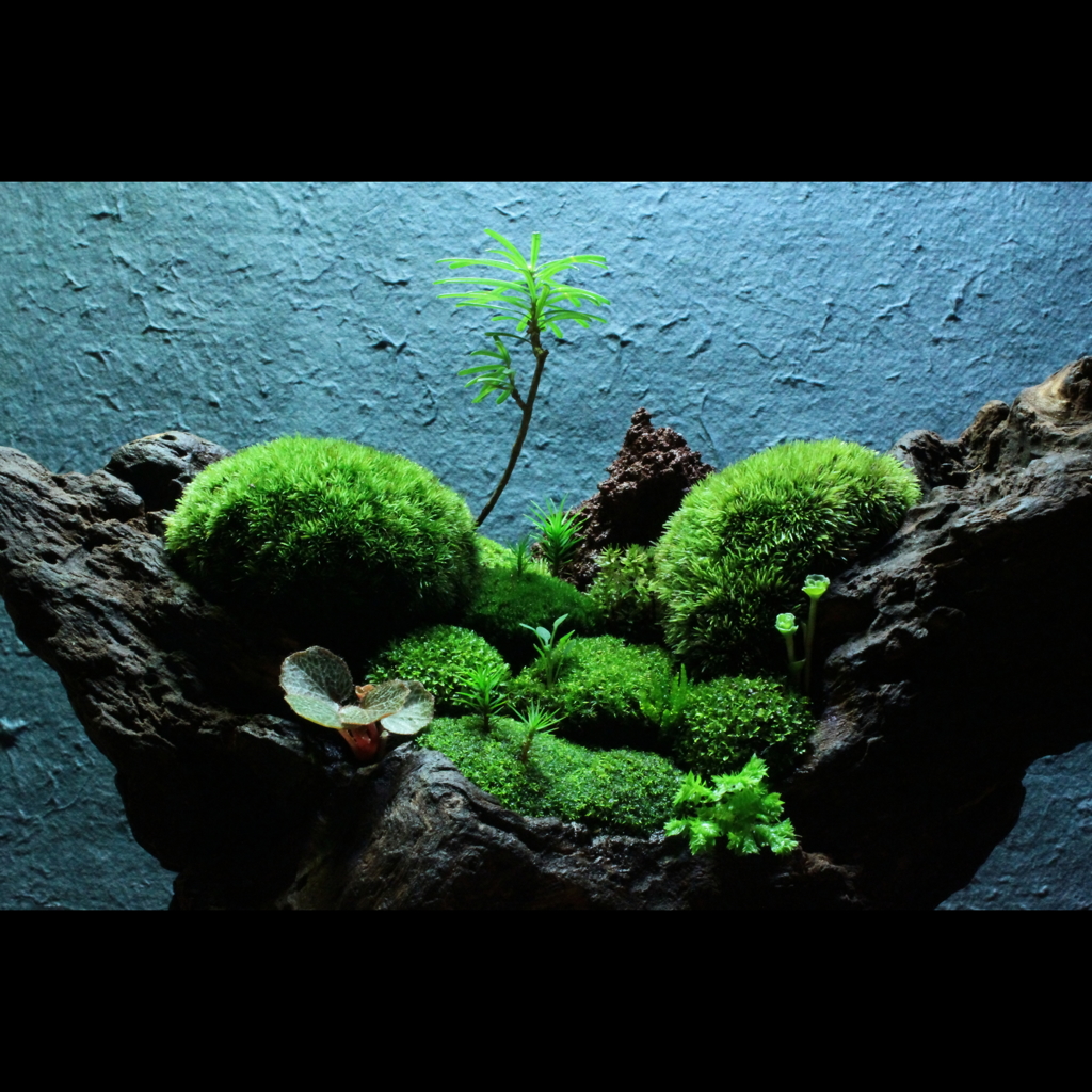 裏ワザ⑩　癒しの苔盆栽　里山の風景アップ