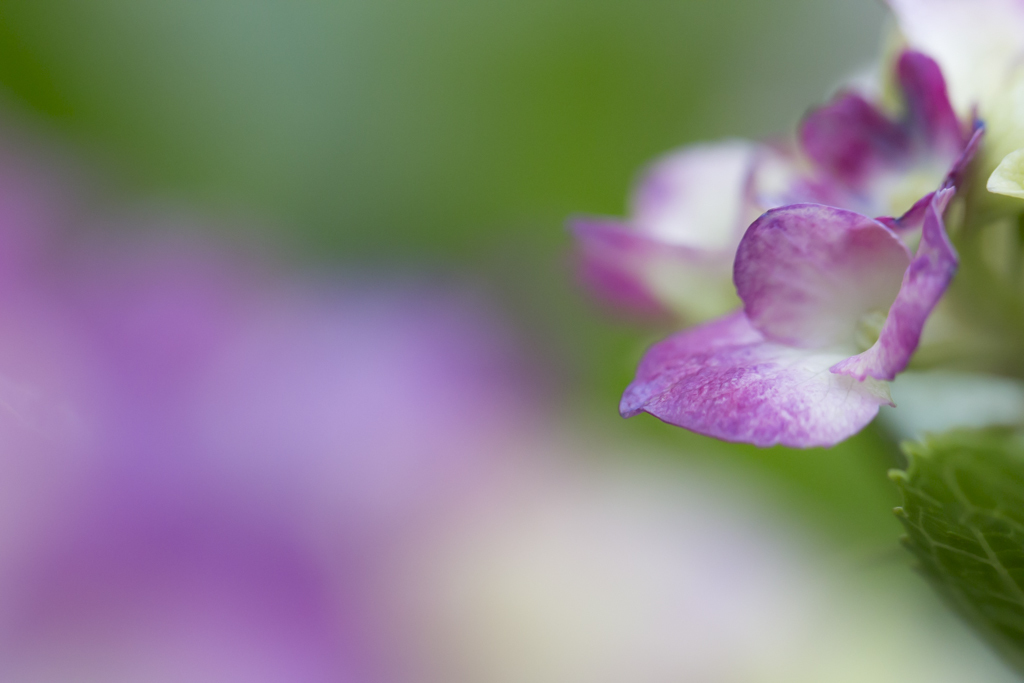 雨の季節に戻ってきます㉞