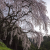 乙ヶ妻の枝垂れ桜③