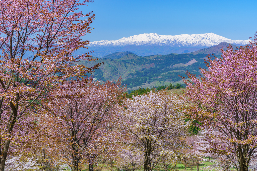 桜三昧2019-21