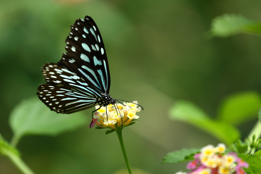 butterfly paradise 28 ギャラリー用　リュウキュウアサギマダ