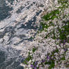 千鳥ヶ淵の桜2