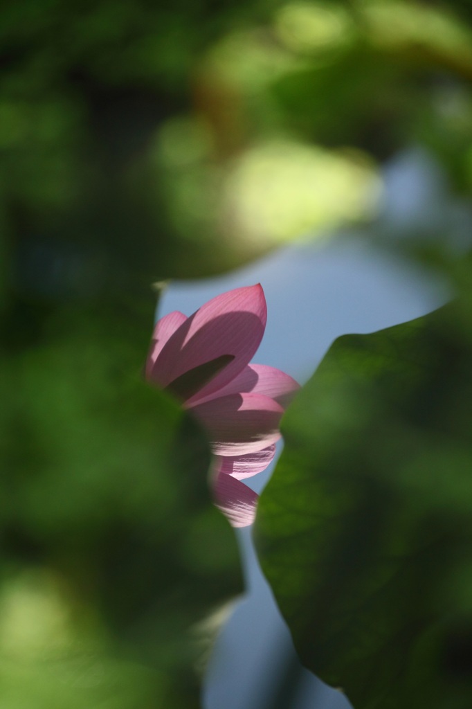 映り込み