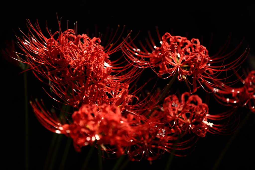 天空の花 曼珠沙華⑦　雅