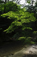 日光　夏のもみじ