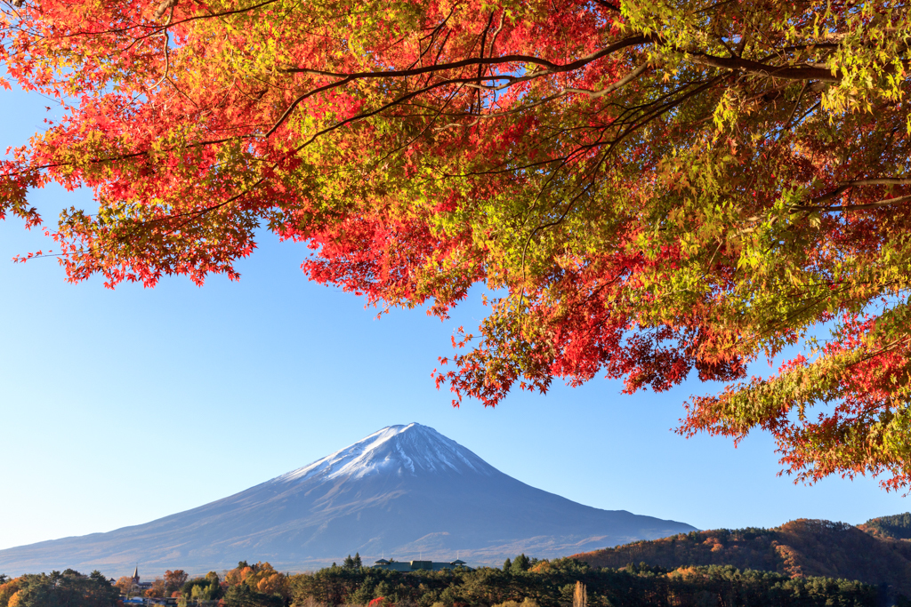 富士紅葉三昧③