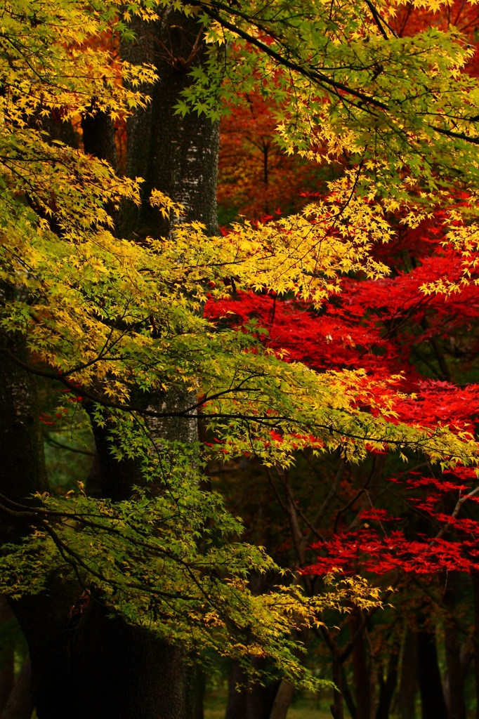 錦秋の平林寺３