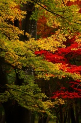 錦秋の平林寺３