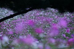 秘密の花園