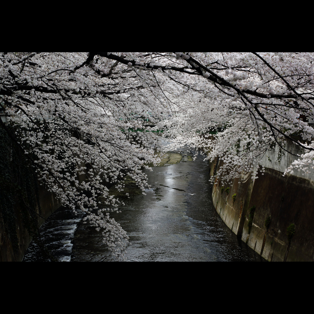 桜三昧18　神田川