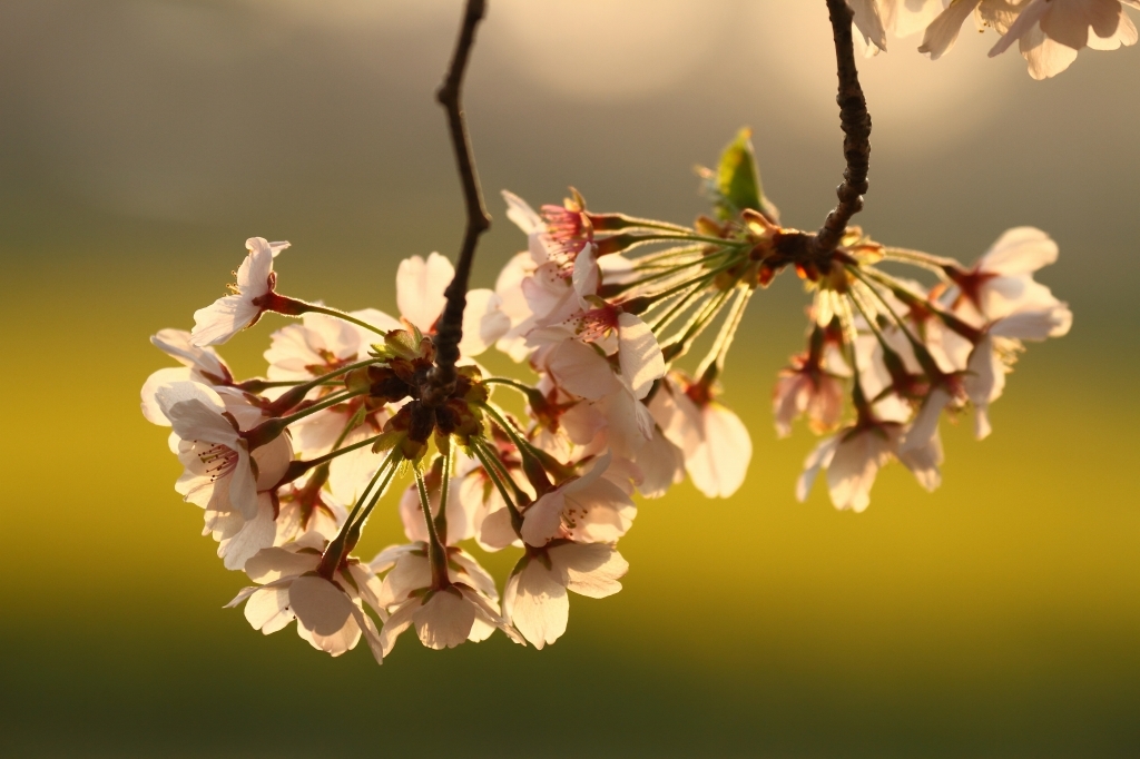 権現堂堤の桜