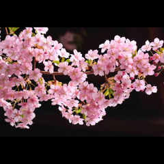 桜三昧46　寺院の河津桜