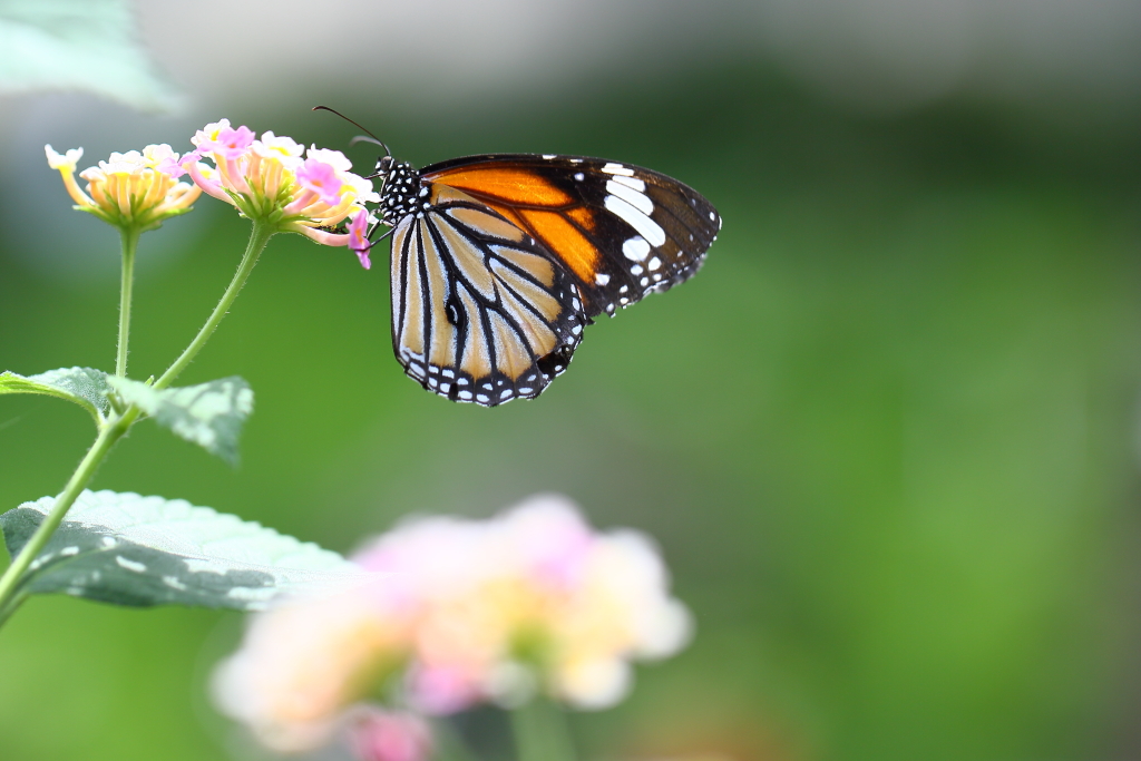 butterfly paradise 18 スジグロカバマダラ