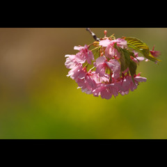 桜三昧17　伊豆河津川沿いの桜8