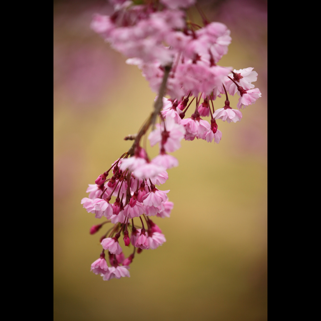 桜三昧45　大石寺枝垂桜