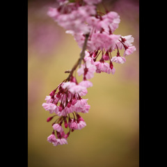 桜三昧45　大石寺枝垂桜
