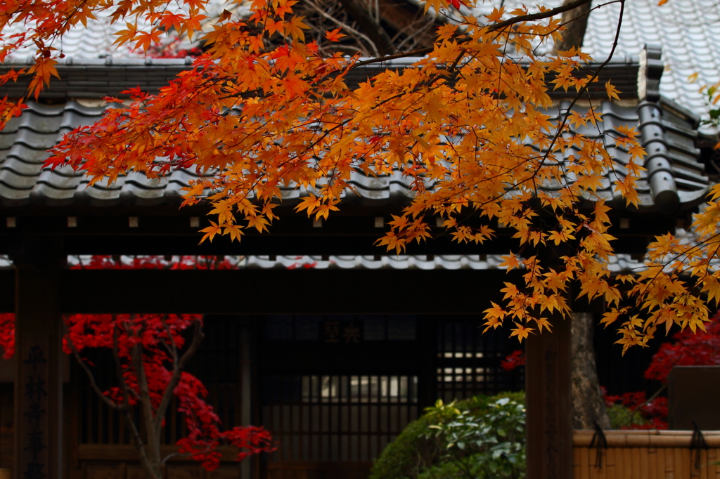 錦秋の平林寺５