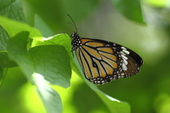 butterfly paradise 17  スジグロカバマダラ