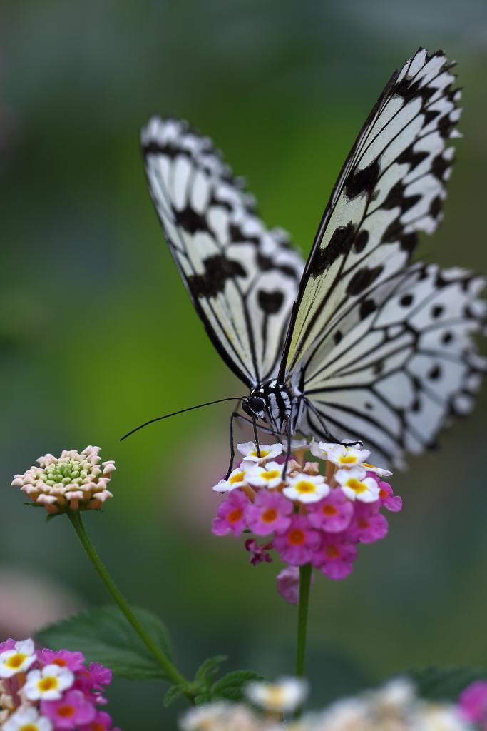 butterfly paradise 39　ギャラリー完成