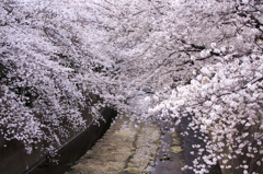 神田川の桜①　庫出し^^