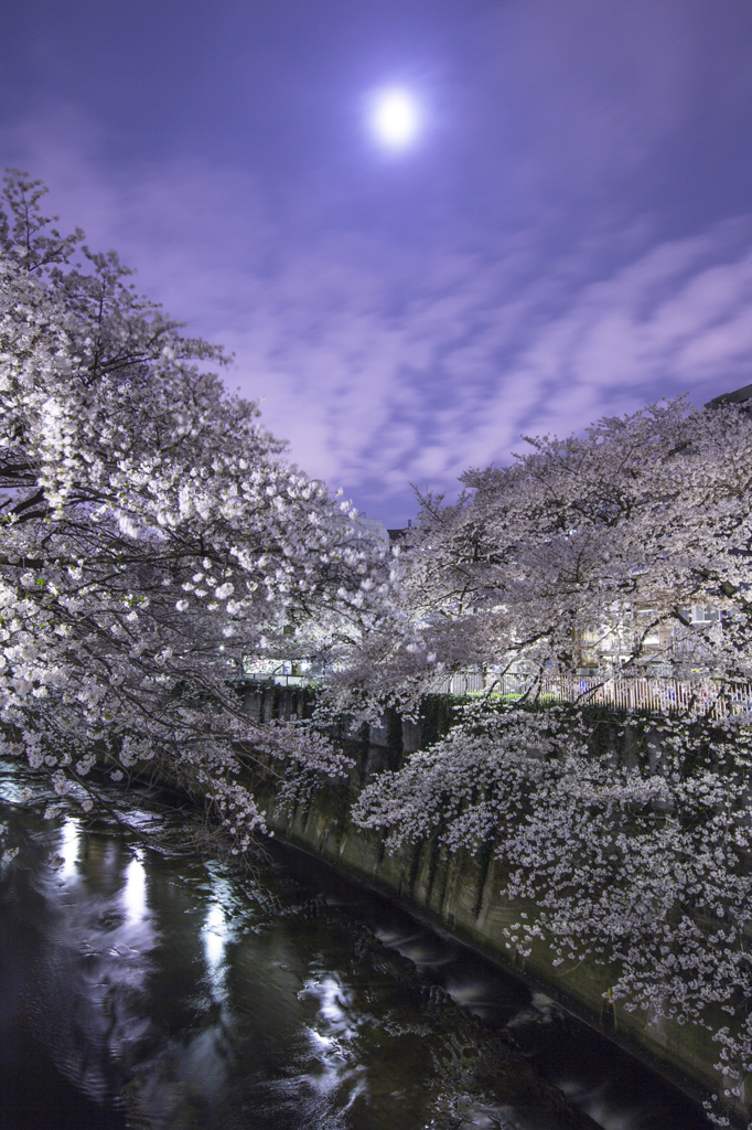神田川の桜③　庫出し^^