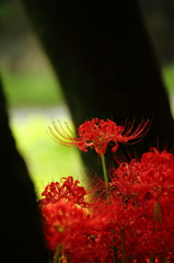 曼珠沙華11