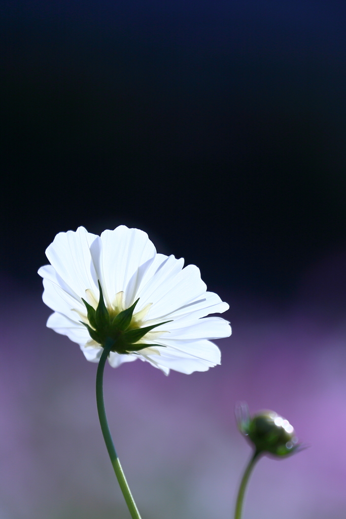 黄昏秋桜