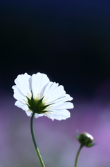 黄昏秋桜