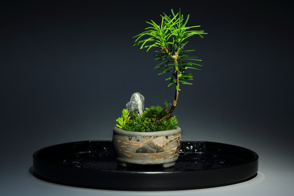 裏ワザ15　癒しの苔盆栽　超ミニ盆栽