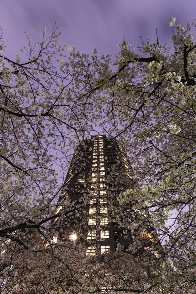 神田川の夜桜⑥