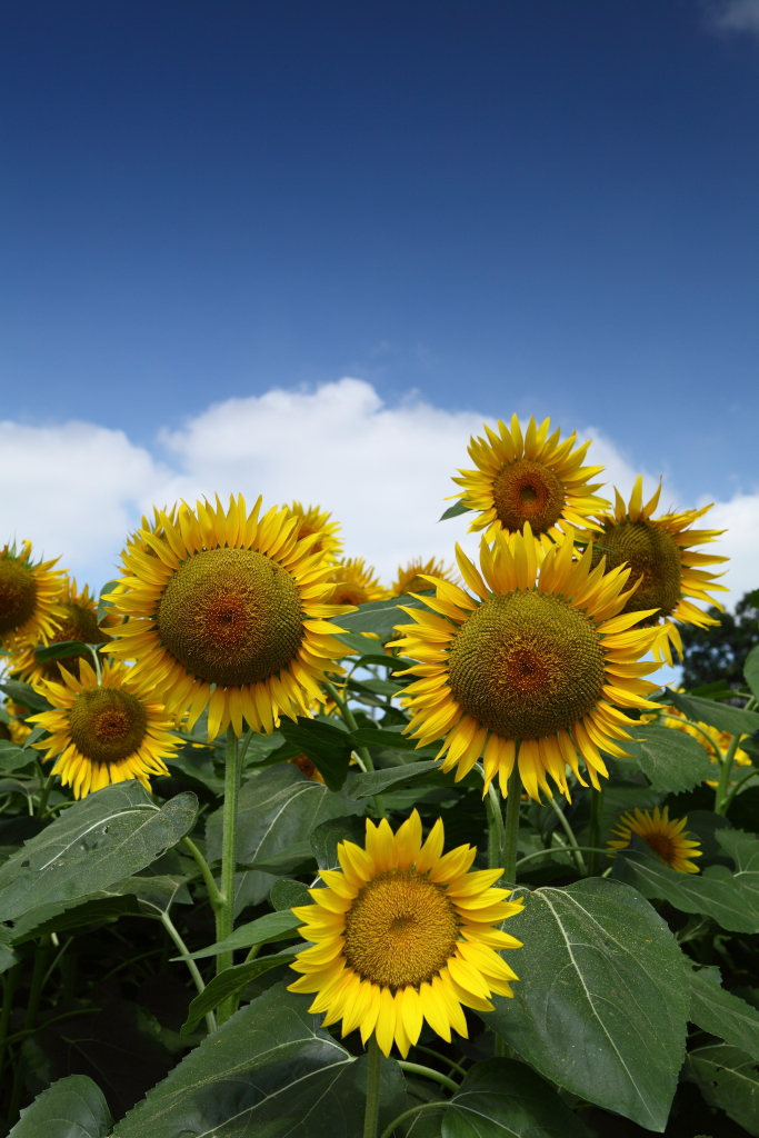 太陽の花 ひまわり　ギャラリー用　あけぼの公園編