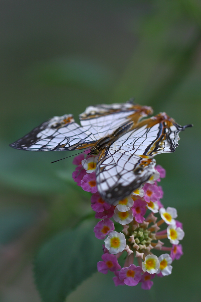 butterfly paradise 2　ギャラリー