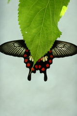 butterfly paradise 34　ベニモンアゲハ