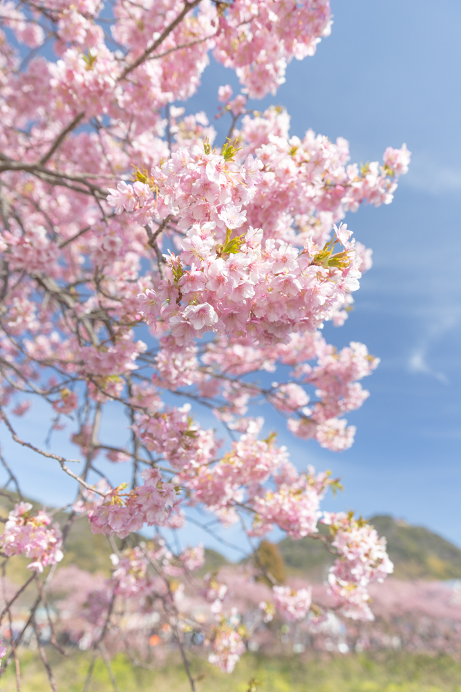 桜三昧②