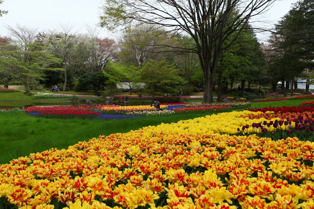昭和記念公園フラワーフェスティバル2012　ギャラリー用3