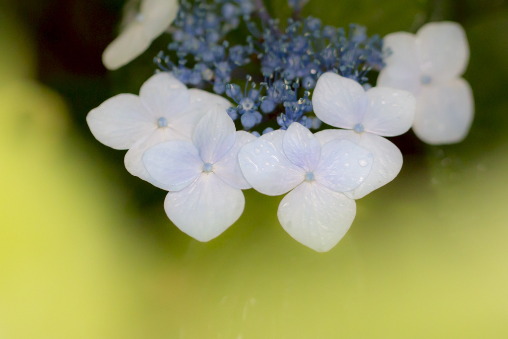 雨の季節に戻ってきます㉕