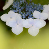 雨の季節に戻ってきます㉕