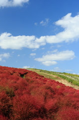 秋の空と紅葉する濃木赤　