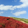 秋の空と紅葉する濃木赤　