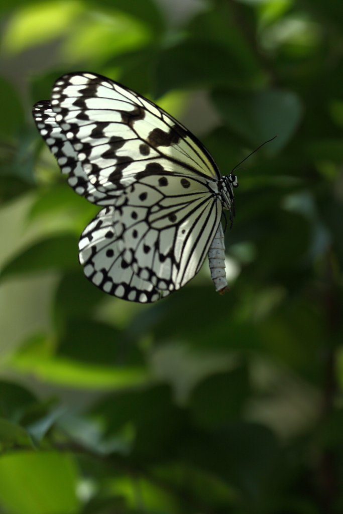 butterfly paradise 2　ギャラリー