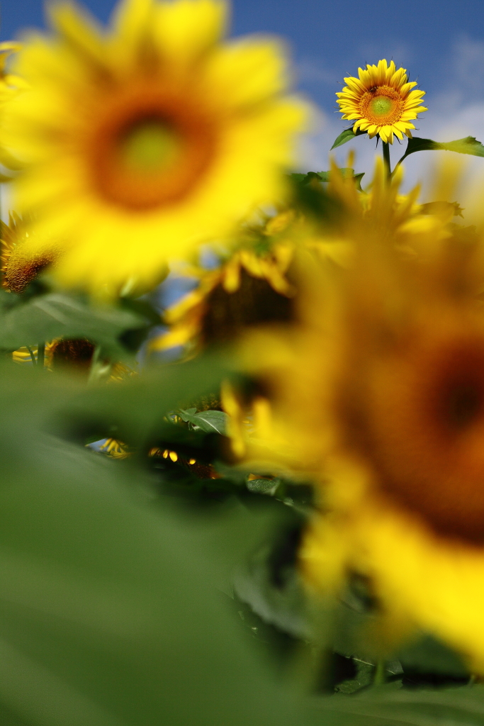 太陽の花 ひまわり　ギャラリー用　あけぼの公園編