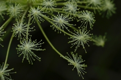線香花火