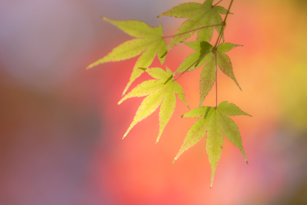秋　やさしい