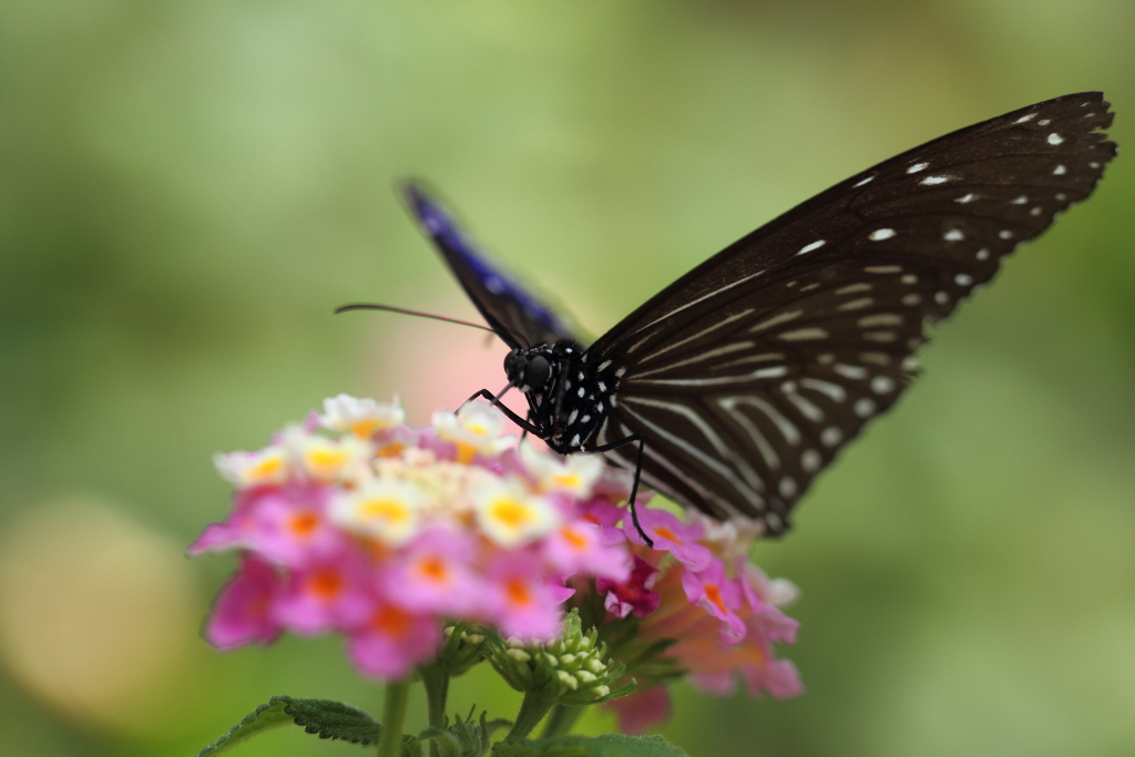 butterfly paradise 21 ツマムラサキマダラ