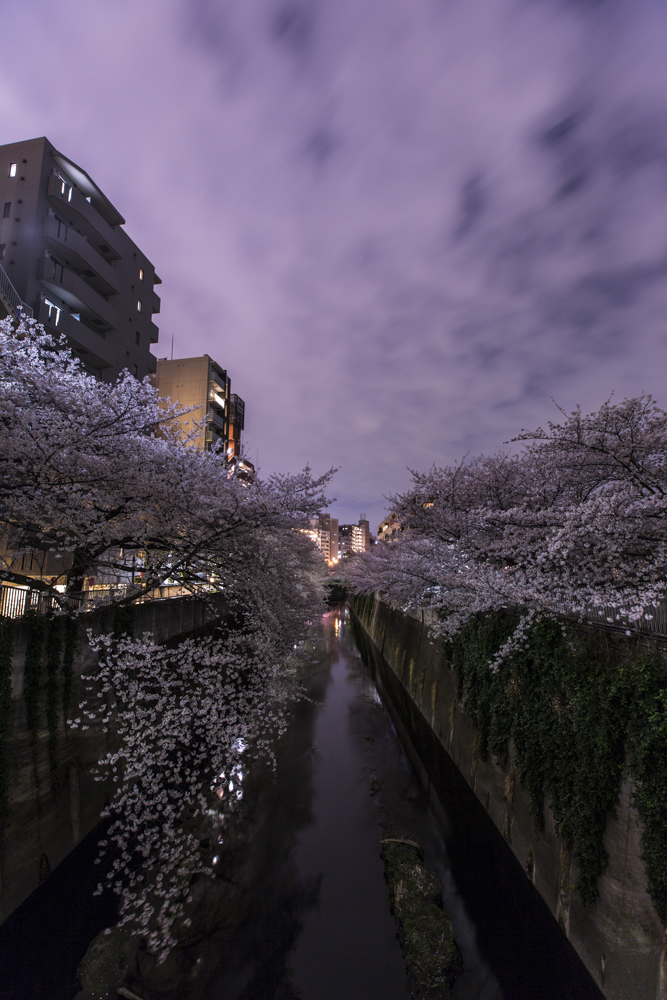 神田川の夜桜②